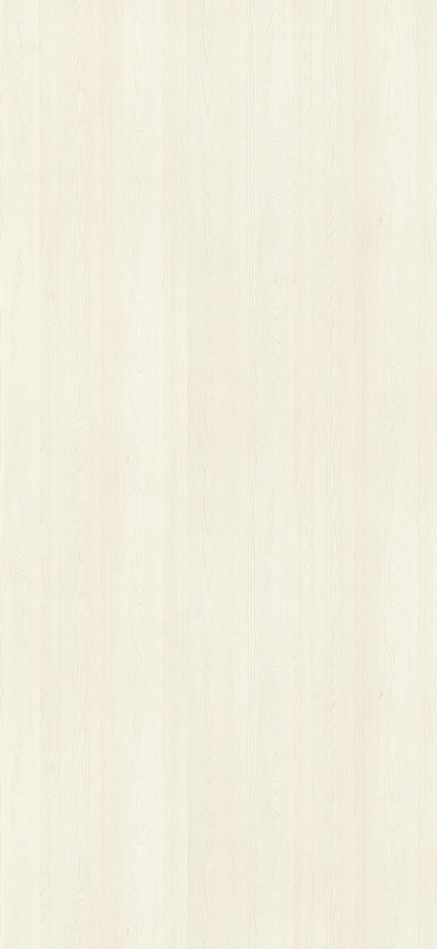 Ponderosa Pine