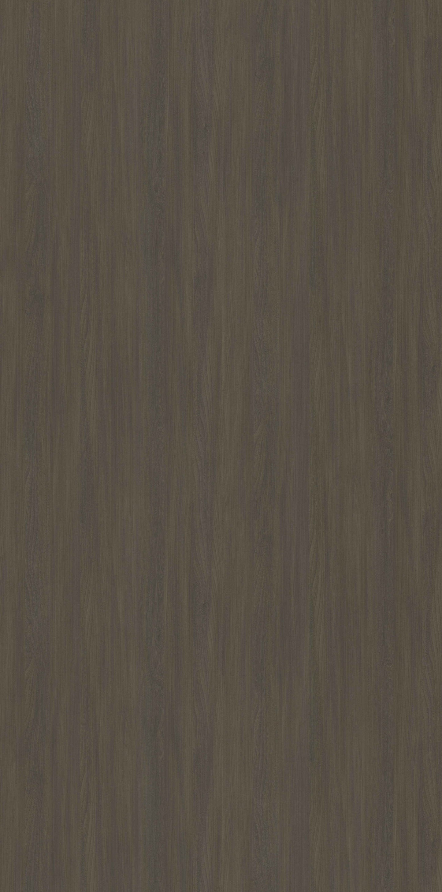 Egmond Elm